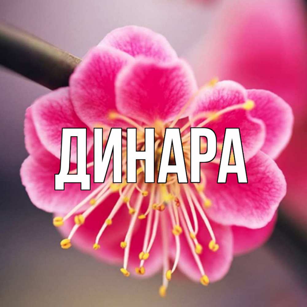 Открытка на каждый день с именем, Динара Главная цветы Прикольная открытка с пожеланием онлайн скачать бесплатно 