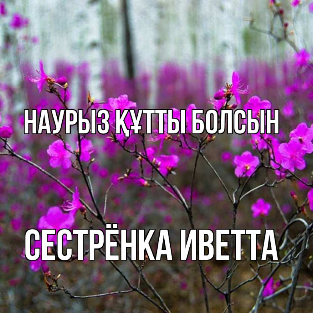 Открытка на каждый день с именем, Сестрёнка-Иветта Наурыз құтты болсын дикие цветы Прикольная открытка с пожеланием онлайн скачать бесплатно 