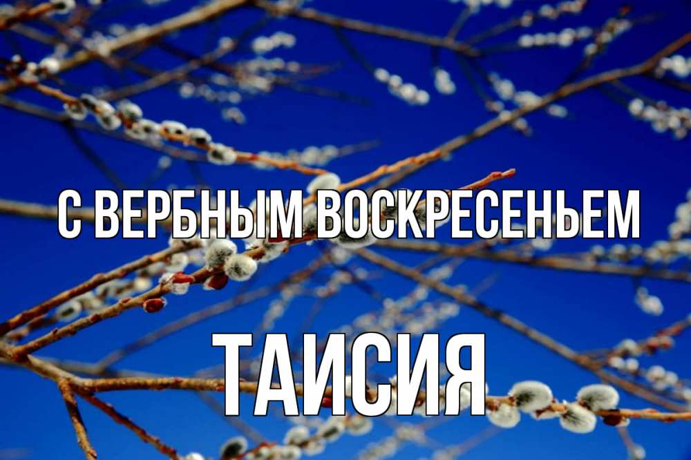 Открытка на каждый день с именем, Таисия С вербным воскресеньем верба Прикольная открытка с пожеланием онлайн скачать бесплатно 