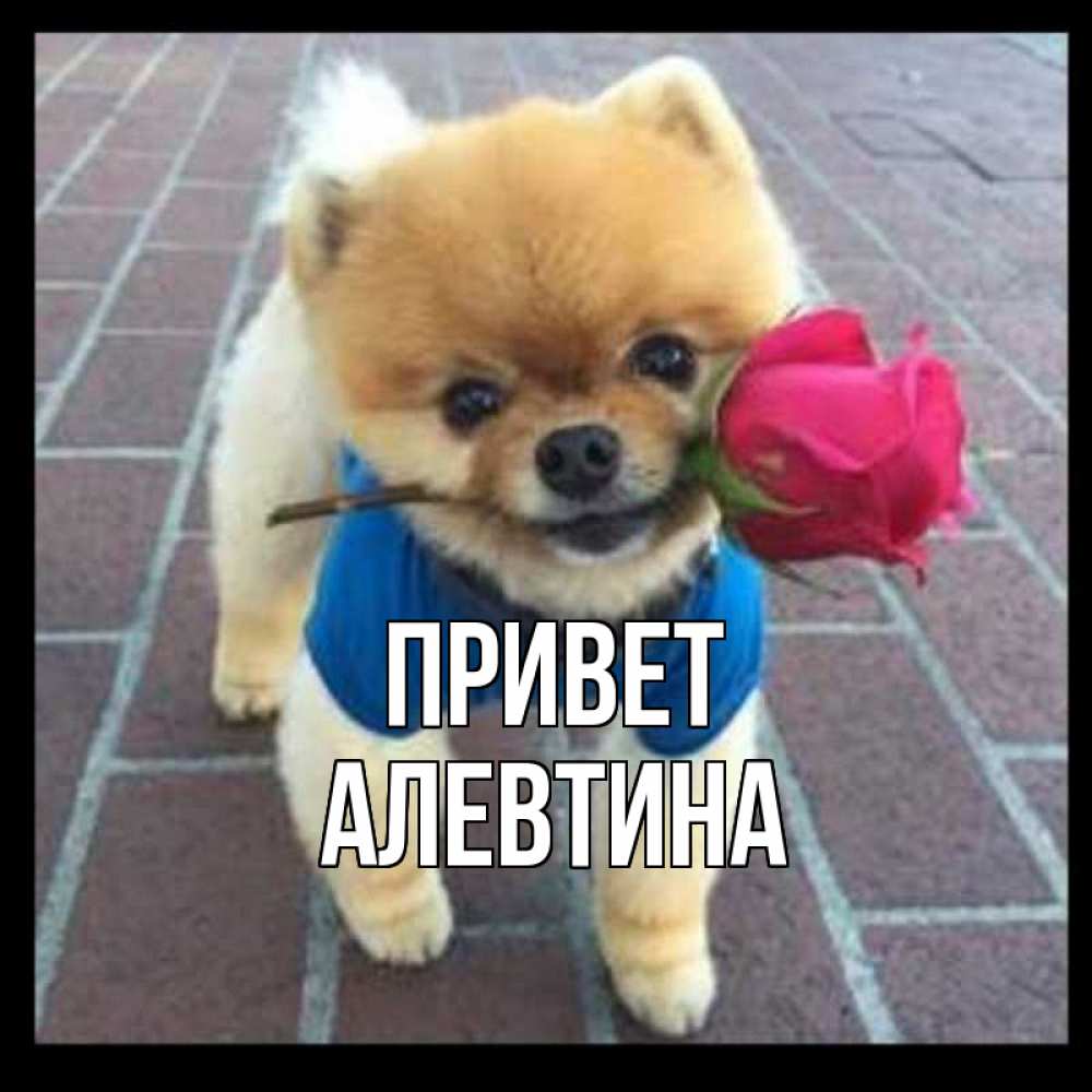 Открытка на каждый день с именем, Алевтина Привет роза в зубах у собаки Прикольная открытка с пожеланием онлайн скачать бесплатно 