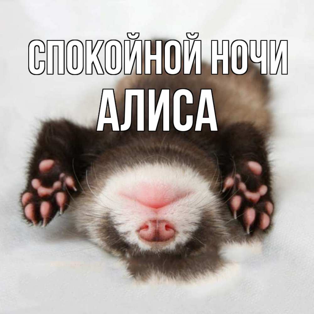 Открытка на каждый день с именем, Алиса Спокойной ночи зверек Прикольная открытка с пожеланием онлайн скачать бесплатно 