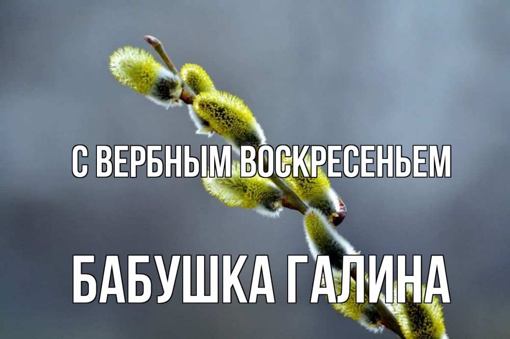 Открытка на каждый день с именем, Бабушка-Галина С вербным воскресеньем верба Прикольная открытка с пожеланием онлайн скачать бесплатно 