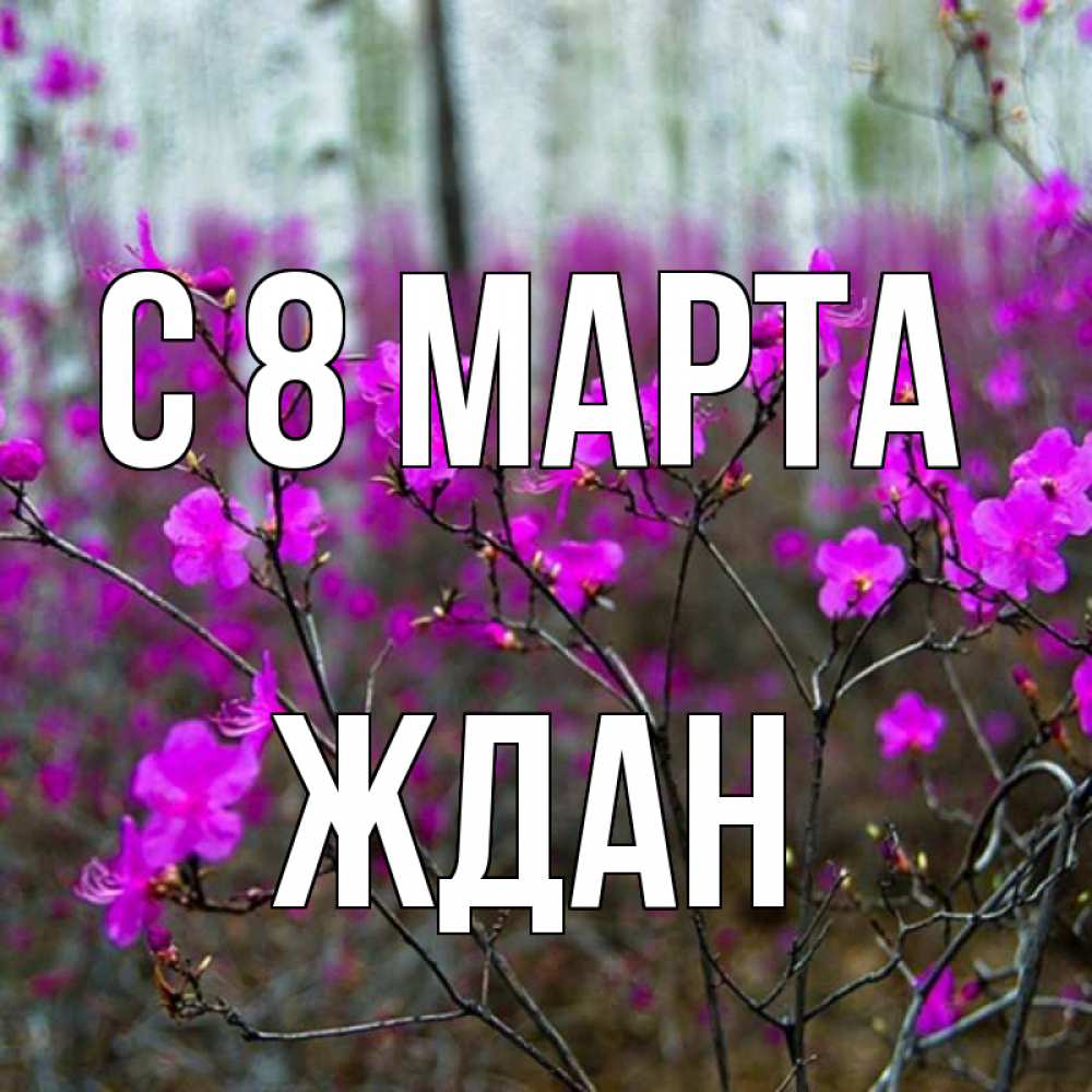 Открытка на каждый день с именем, Ждан С 8 МАРТА дикие цветы Прикольная открытка с пожеланием онлайн скачать бесплатно 