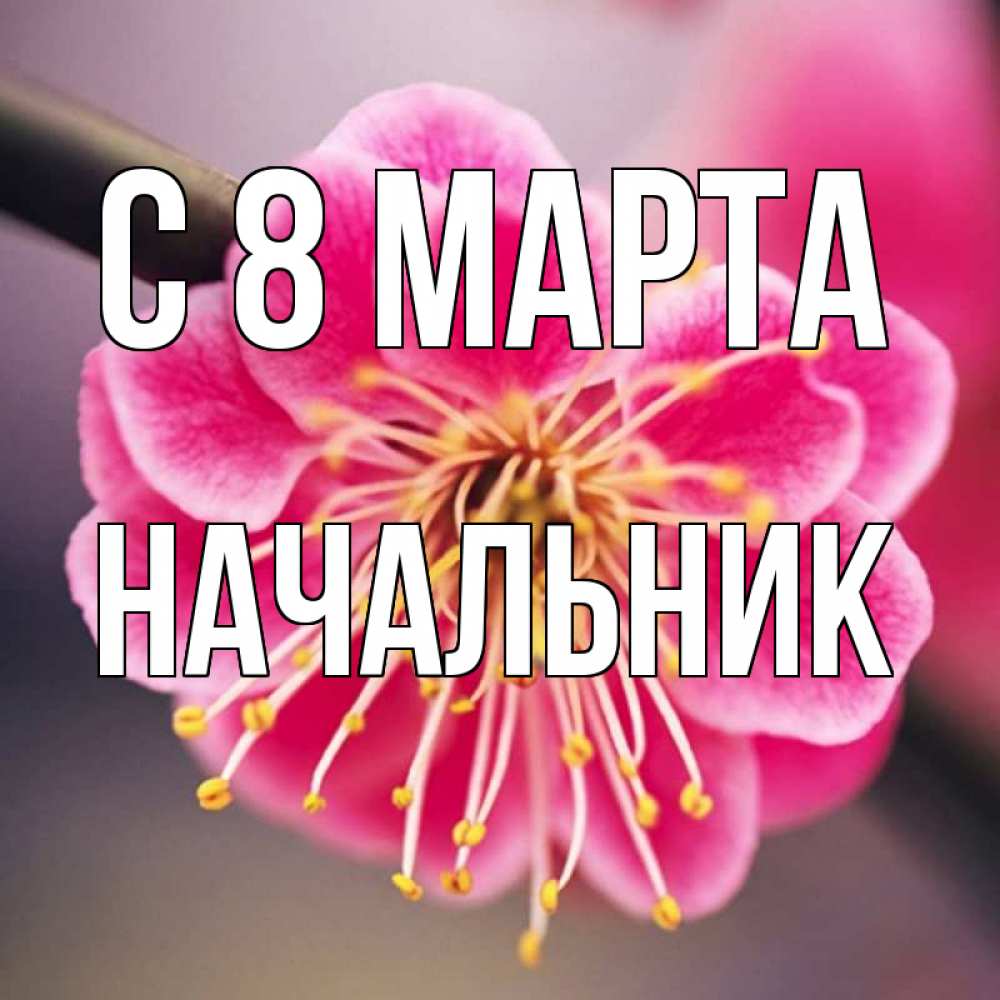 Открытка на каждый день с именем, Начальник С 8 марта цветы Прикольная открытка с пожеланием онлайн скачать бесплатно 