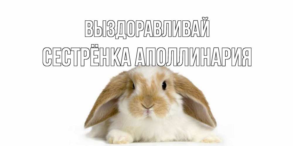 Открытка на каждый день с именем, Сестрёнка-Аполлинария Выздоравливай вислоухий кролик белого и коричневого цвета Прикольная открытка с пожеланием онлайн скачать бесплатно 