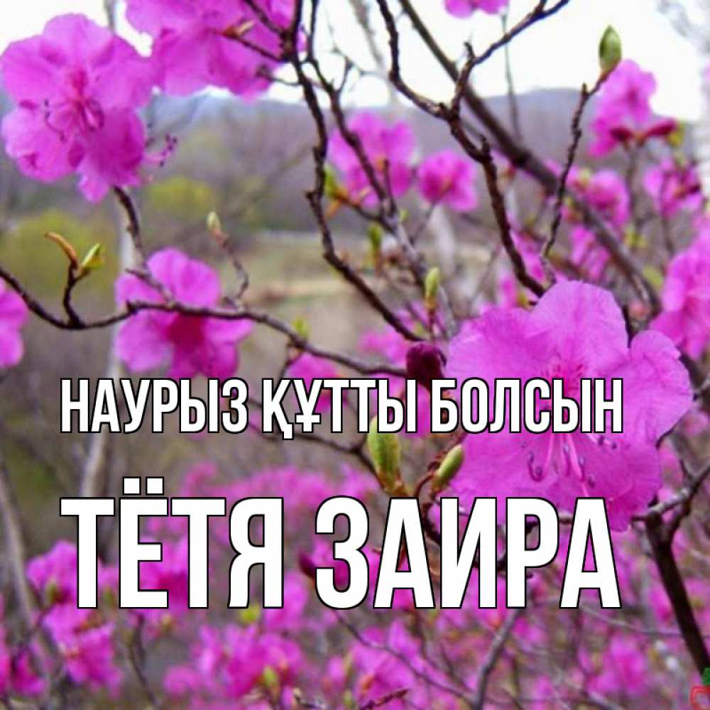 Открытка на каждый день с именем, Тётя-Заира Наурыз құтты болсын наурыз мейрамы кутты болсын Прикольная открытка с пожеланием онлайн скачать бесплатно 