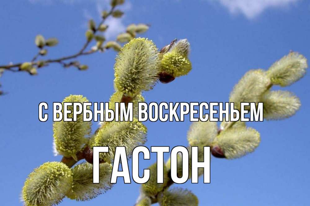 Открытка на каждый день с именем, Гастон С вербным воскресеньем верба Прикольная открытка с пожеланием онлайн скачать бесплатно 