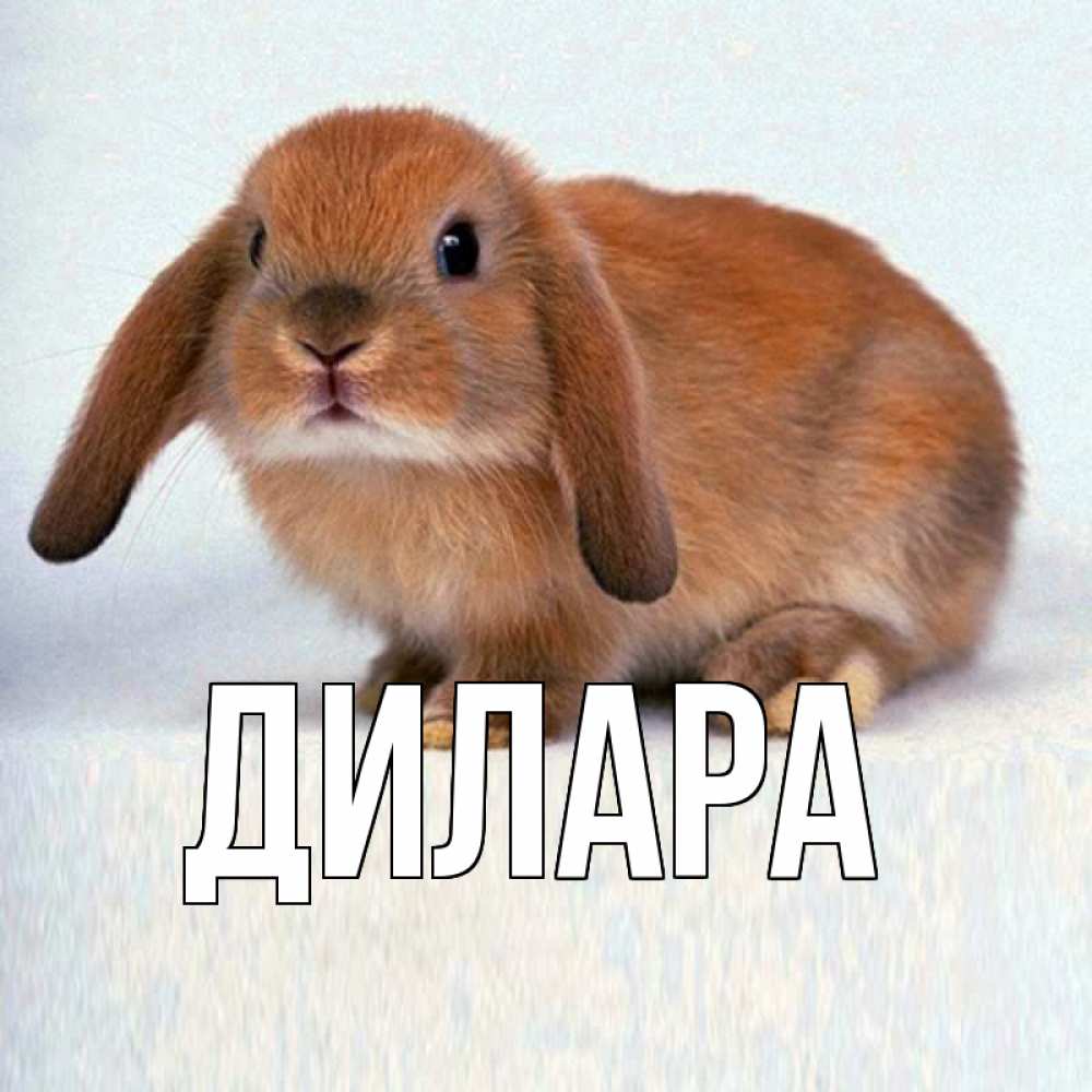 Открытка на каждый день с именем, Дилара Главная кроль коричневый Прикольная открытка с пожеланием онлайн скачать бесплатно 