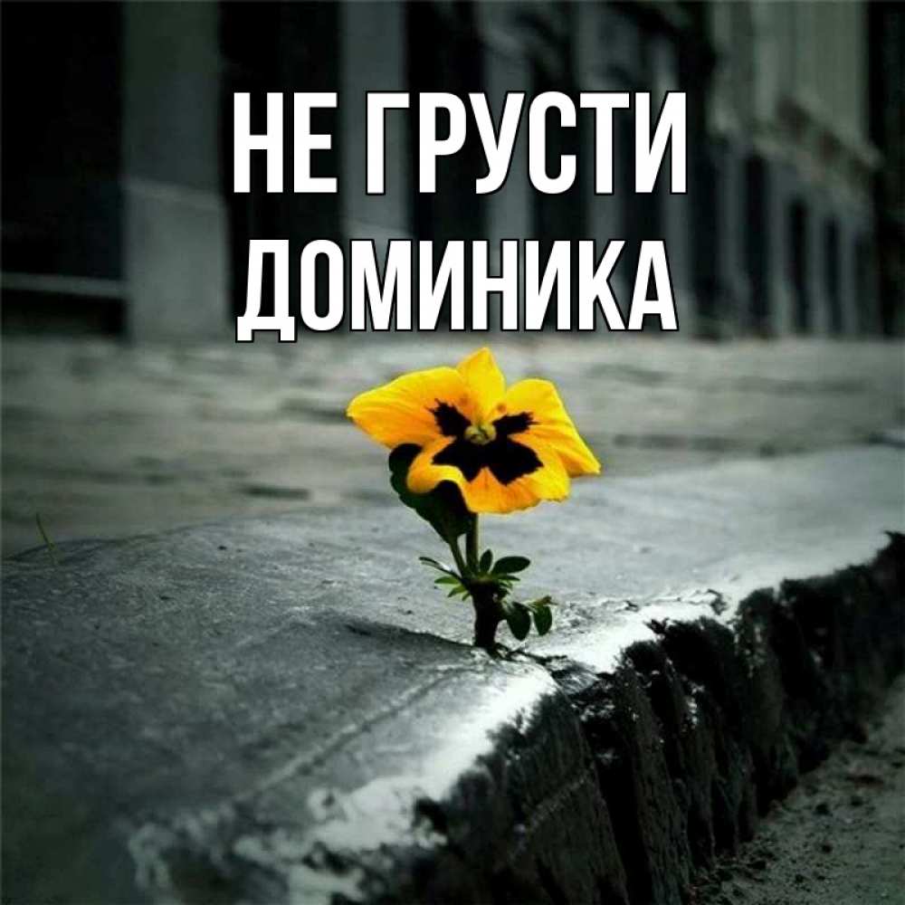 Открытка на каждый день с именем, Доминика Не грусти не сдавайся Прикольная открытка с пожеланием онлайн скачать бесплатно 