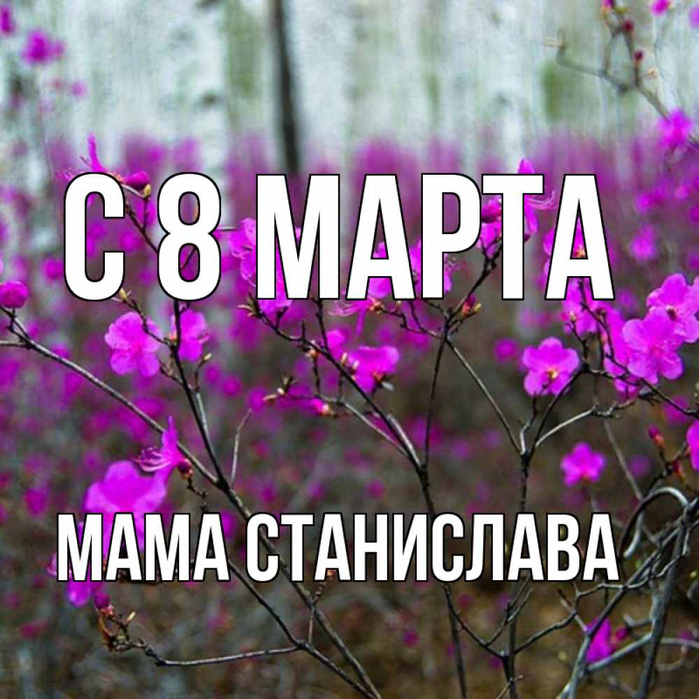 Открытка на каждый день с именем, Мама-Станислава С 8 МАРТА дикие цветы Прикольная открытка с пожеланием онлайн скачать бесплатно 