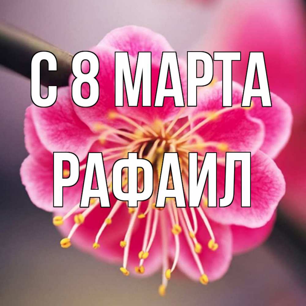 Открытка на каждый день с именем, Рафаил С 8 МАРТА цветы Прикольная открытка с пожеланием онлайн скачать бесплатно 