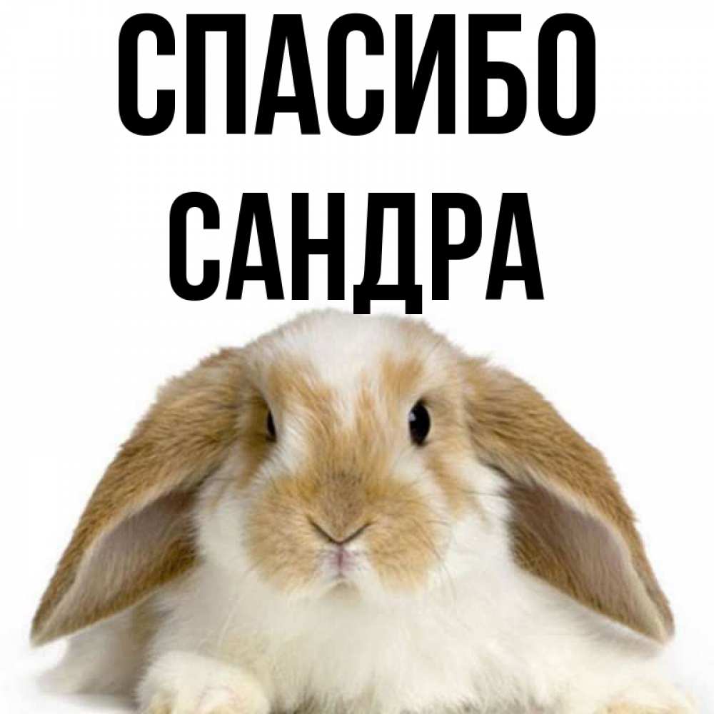 Открытка на каждый день с именем, Сандра Спасибо коричнево белый заяц Прикольная открытка с пожеланием онлайн скачать бесплатно 