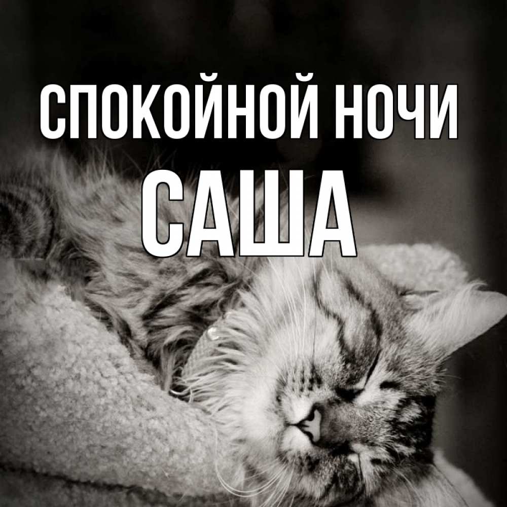 Открытка на каждый день с именем, Саша Спокойной ночи котярик пушистый Прикольная открытка с пожеланием онлайн скачать бесплатно 