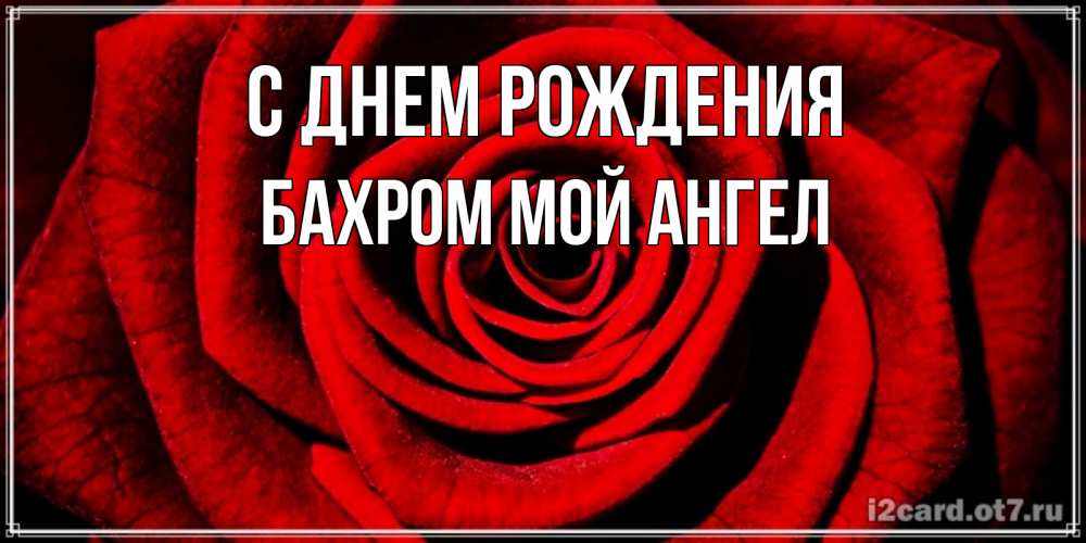 Открытка на каждый день с именем, БАХРОМ-МОЙ-АНГЕЛ С днем рождения алая роза Прикольная открытка с пожеланием онлайн скачать бесплатно 
