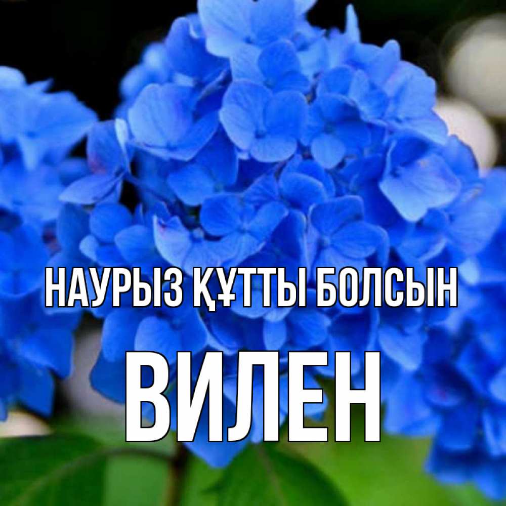 Открытка на каждый день с именем, Вилен Наурыз құтты болсын синие цветы Прикольная открытка с пожеланием онлайн скачать бесплатно 