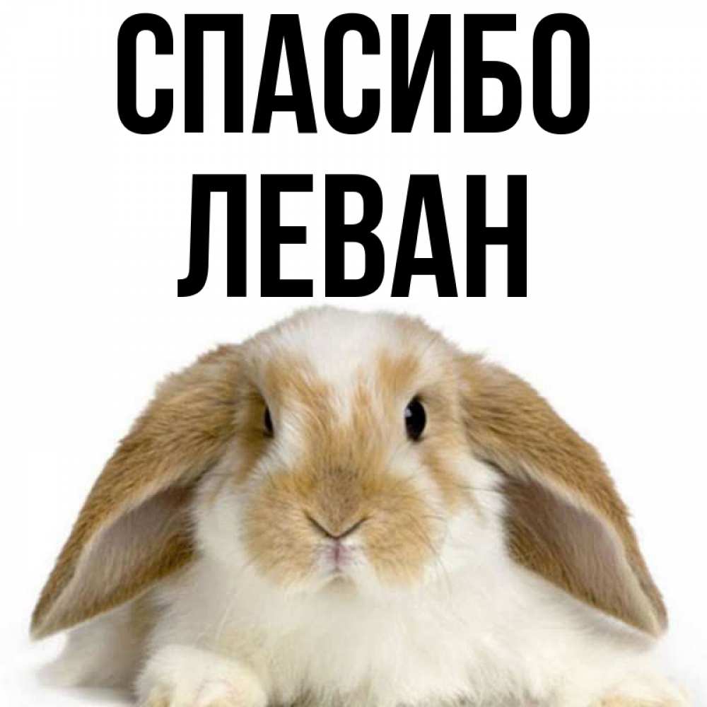 Открытка на каждый день с именем, Леван Спасибо коричнево белый заяц Прикольная открытка с пожеланием онлайн скачать бесплатно 