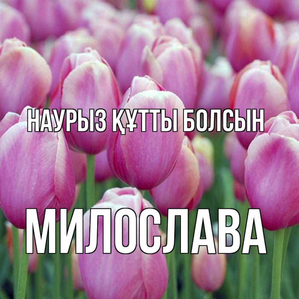 Открытка на каждый день с именем, Милослава Наурыз құтты болсын на наурыз  день 3 Прикольная открытка с пожеланием онлайн скачать бесплатно 