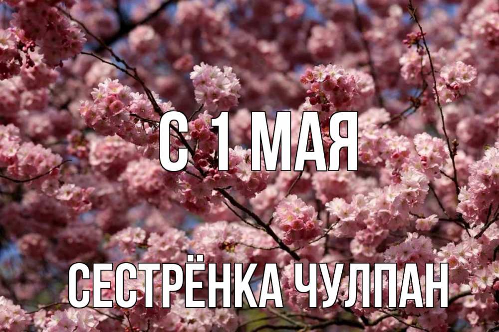 Открытка на каждый день с именем, Сестрёнка-Чулпан С 1 мая С 1 мая Прикольная открытка с пожеланием онлайн скачать бесплатно 