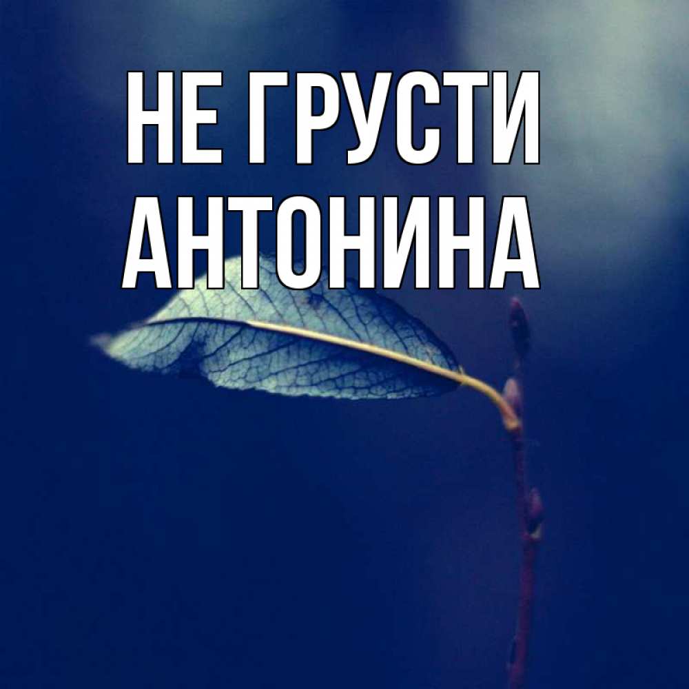 Открытка на каждый день с именем, Антонина Не грусти растение Прикольная открытка с пожеланием онлайн скачать бесплатно 