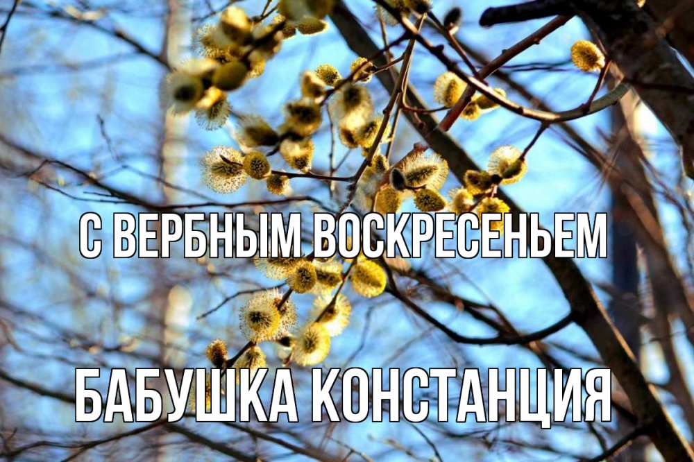 Открытка на каждый день с именем, Бабушка-Констанция С вербным воскресеньем верба Прикольная открытка с пожеланием онлайн скачать бесплатно 