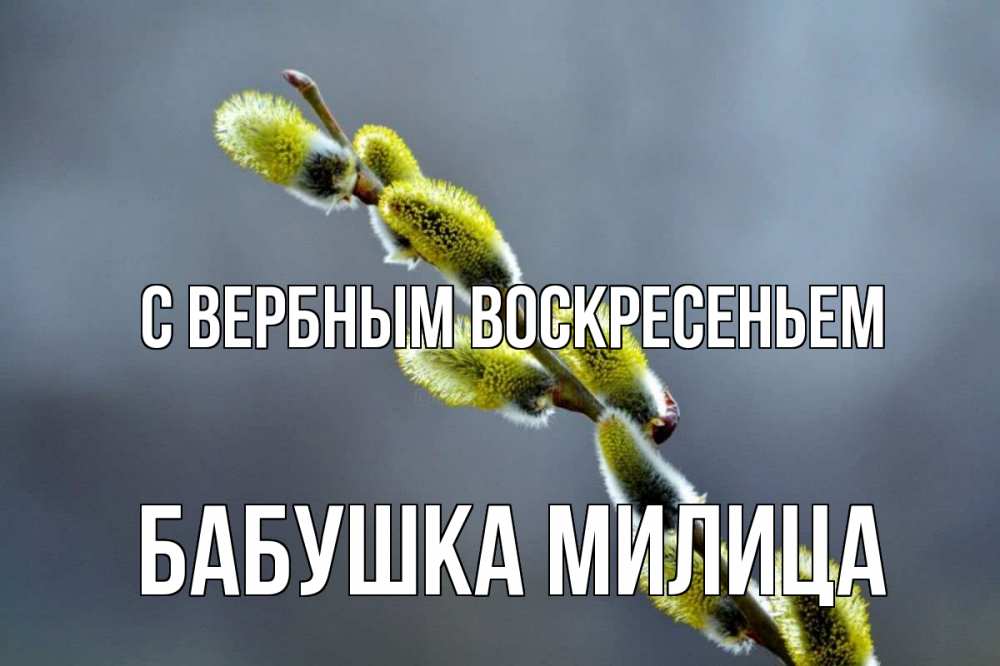 Открытка на каждый день с именем, Бабушка-Милица С вербным воскресеньем верба Прикольная открытка с пожеланием онлайн скачать бесплатно 