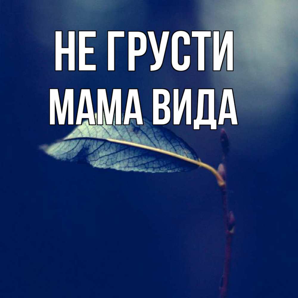 Открытка на каждый день с именем, Мама-Вида Не грусти растение Прикольная открытка с пожеланием онлайн скачать бесплатно 