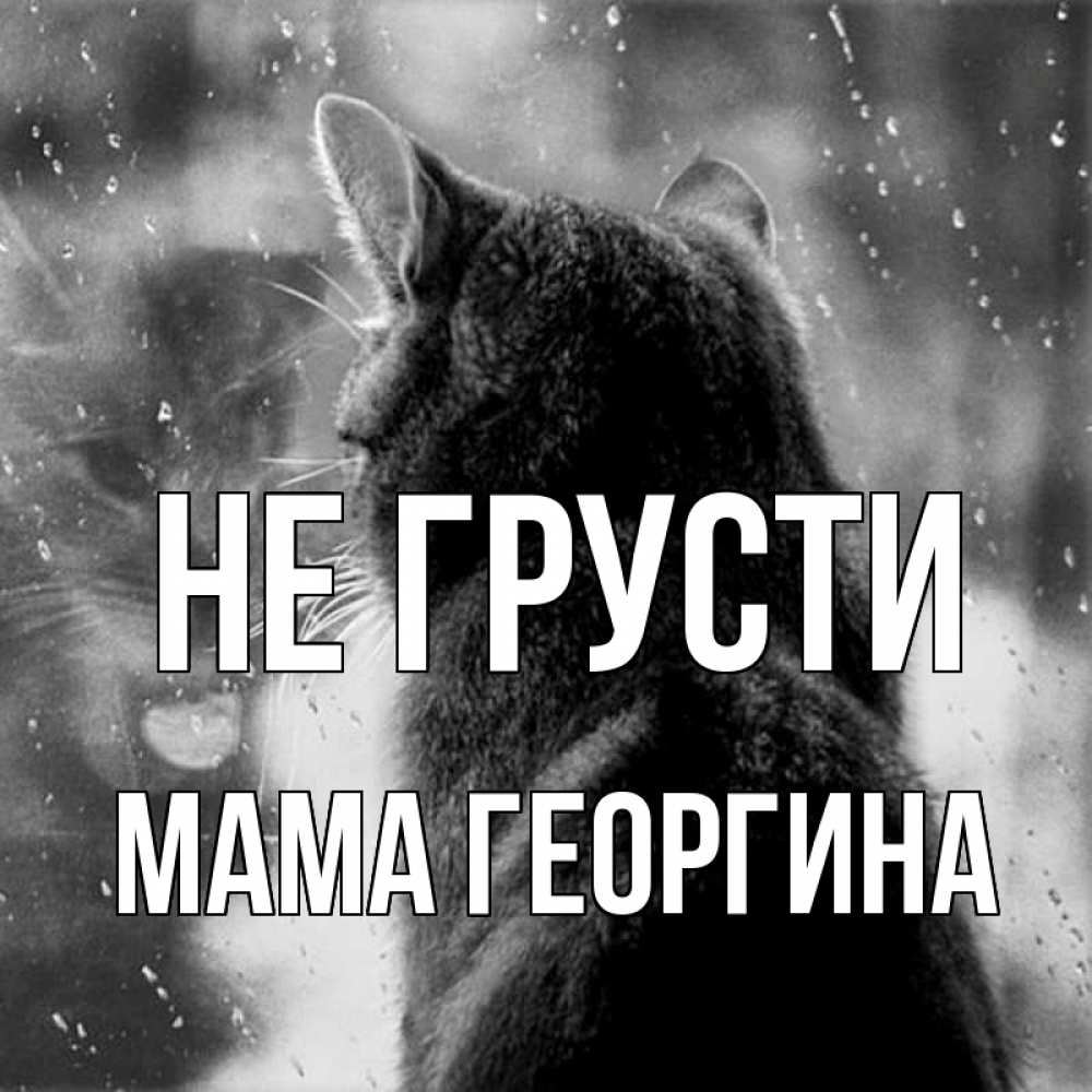 Открытка на каждый день с именем, Мама-Георгина Не грусти отражение кота 1 Прикольная открытка с пожеланием онлайн скачать бесплатно 