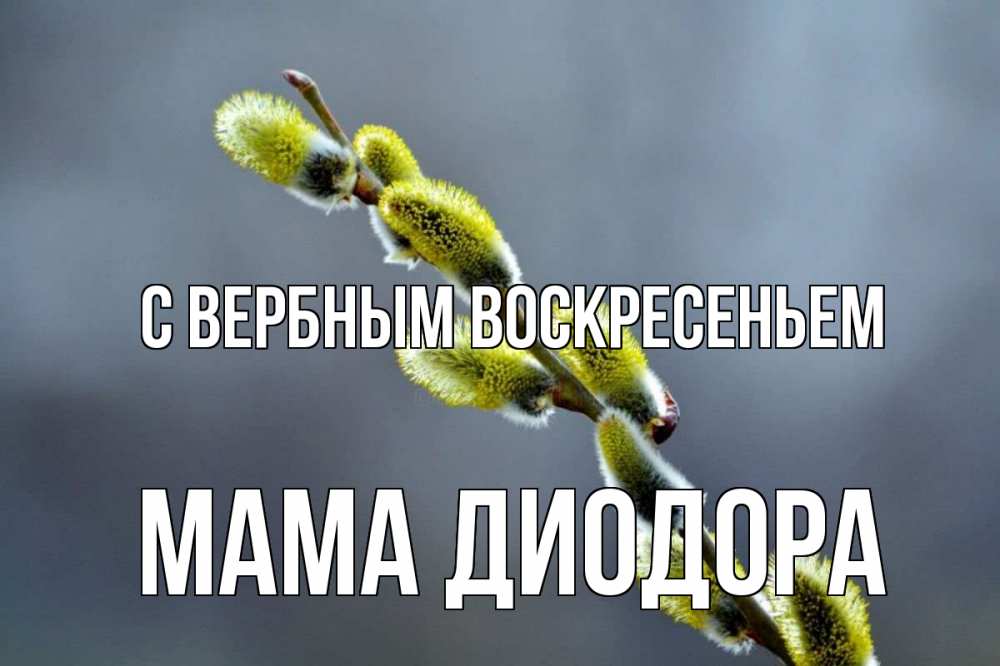 Открытка на каждый день с именем, Мама-Диодора С вербным воскресеньем верба Прикольная открытка с пожеланием онлайн скачать бесплатно 