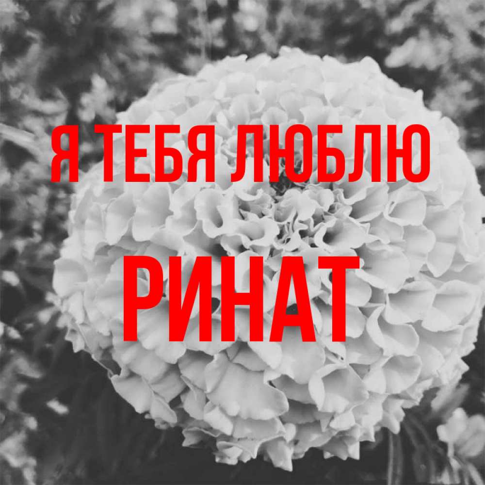 Открытка на каждый день с именем, Ринат Я тебя люблю подпись Прикольная открытка с пожеланием онлайн скачать бесплатно 