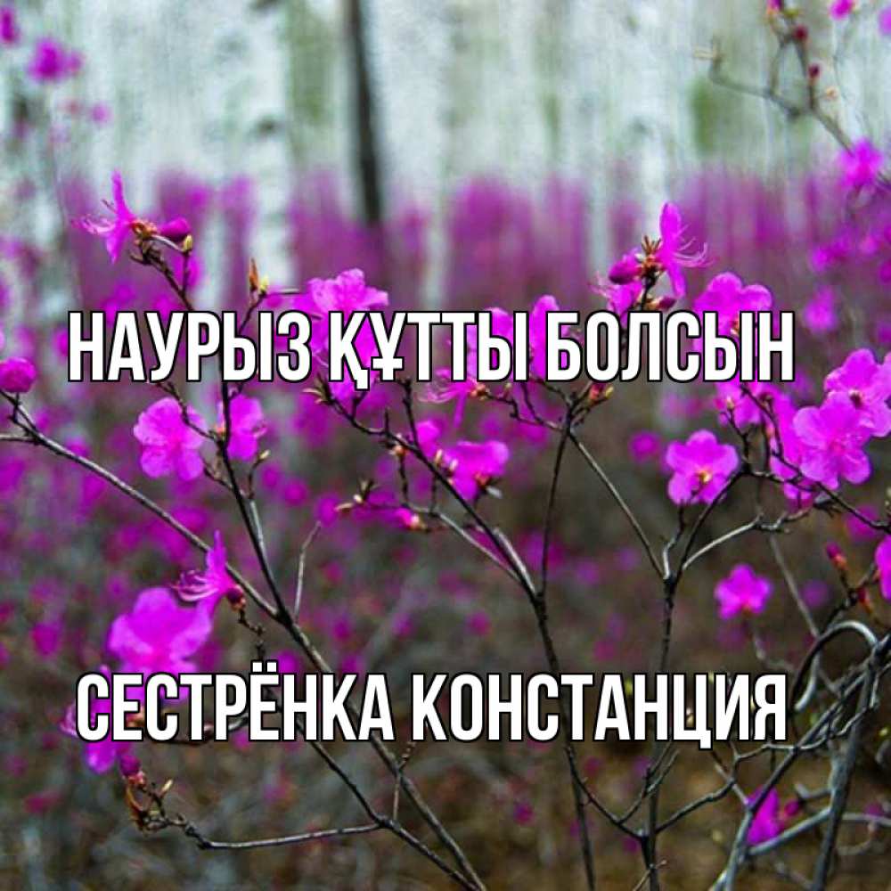 Открытка на каждый день с именем, Сестрёнка-Констанция Наурыз құтты болсын дикие цветы Прикольная открытка с пожеланием онлайн скачать бесплатно 