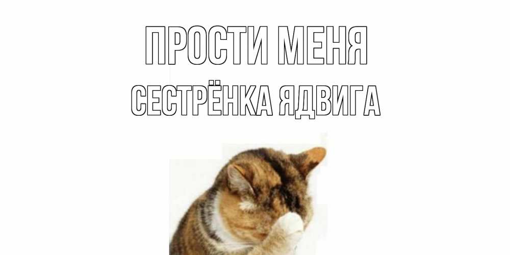 Открытка на каждый день с именем, Сестрёнка-Ядвига Прости меня кот Прикольная открытка с пожеланием онлайн скачать бесплатно 