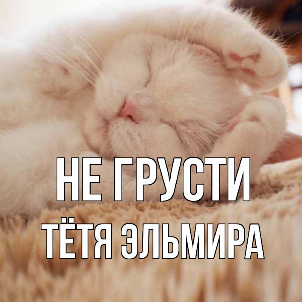 Открытка на каждый день с именем, Тётя-Эльмира Не грусти белый кот Прикольная открытка с пожеланием онлайн скачать бесплатно 