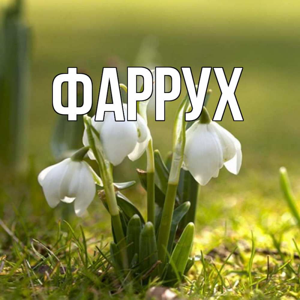 Открытка на каждый день с именем, Фаррух Главная ранние цветы 2 Прикольная открытка с пожеланием онлайн скачать бесплатно 