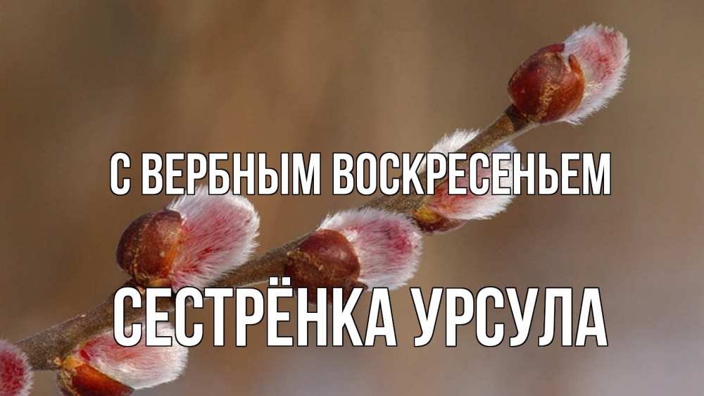 Открытка на каждый день с именем, Сестрёнка-Урсула С вербным воскресеньем верба Прикольная открытка с пожеланием онлайн скачать бесплатно 