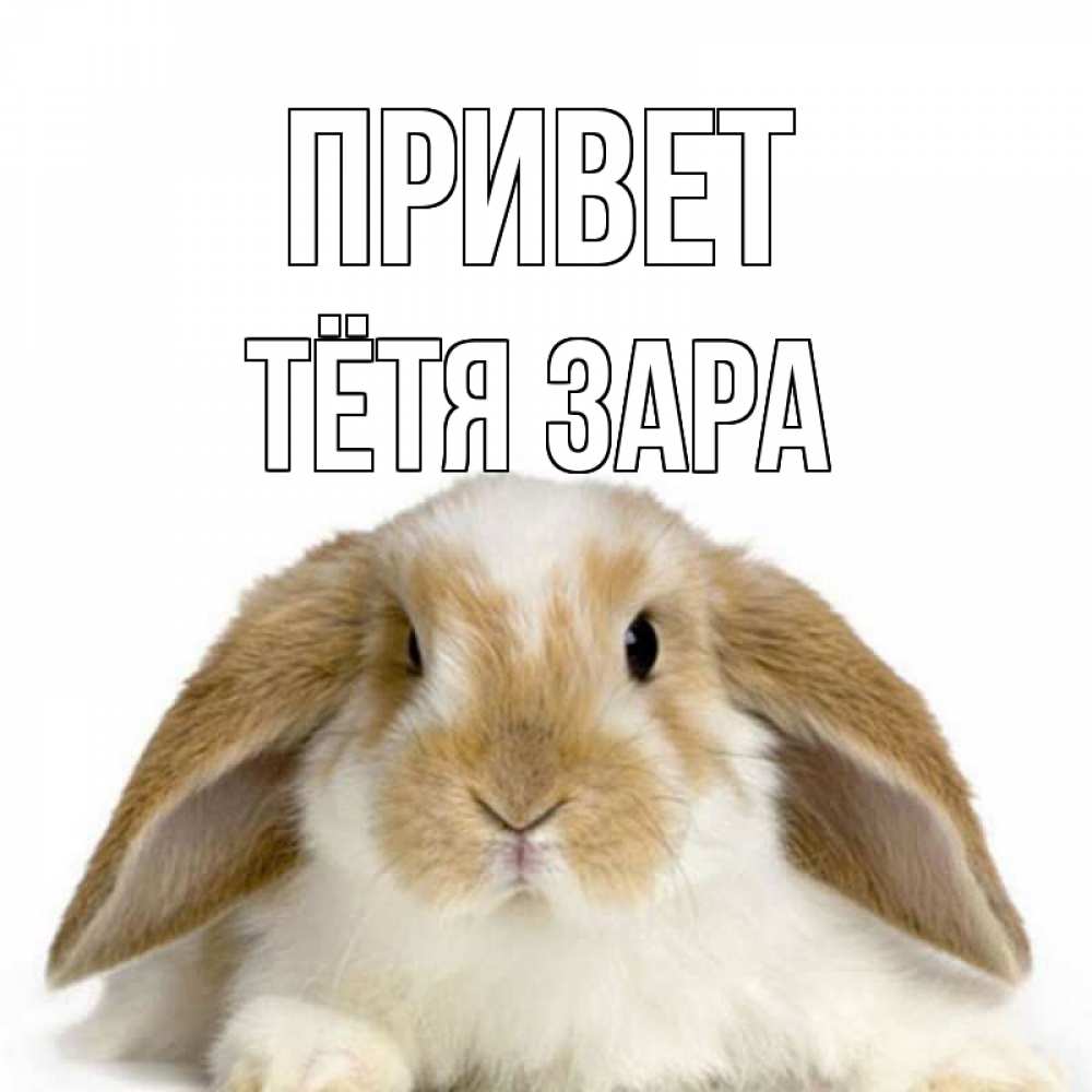 Открытка на каждый день с именем, Тётя-Зара Привет с животными Прикольная открытка с пожеланием онлайн скачать бесплатно 