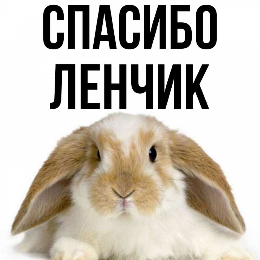 Ленчик. Спасибо Ленчик. Спасибочки, Ленчик картинки. Ленчик привет. Доброе утро Ленчик