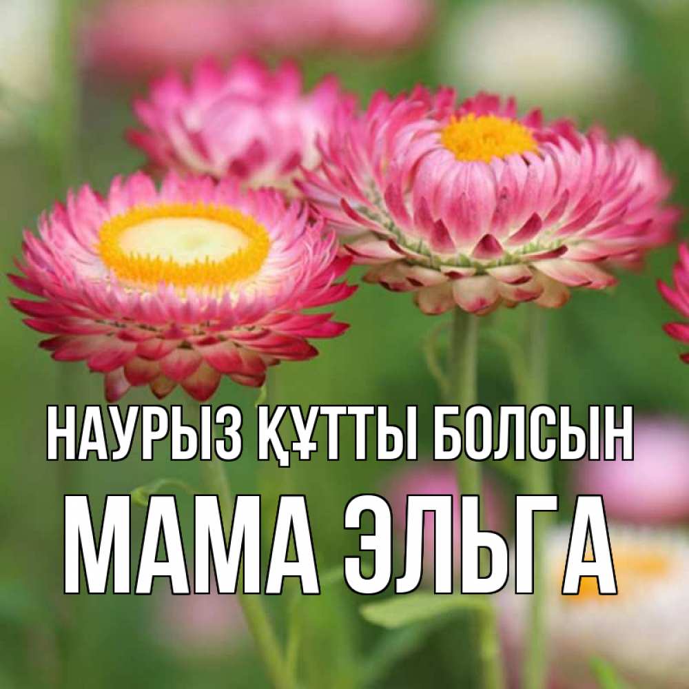 Открытка на каждый день с именем, Мама-Эльга Наурыз құтты болсын подарок на международный женский день Прикольная открытка с пожеланием онлайн скачать бесплатно 