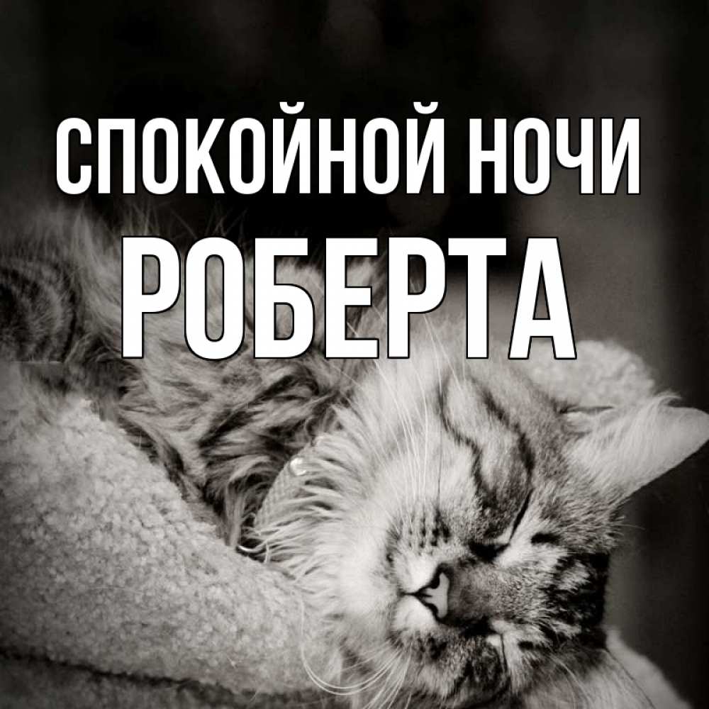 Открытка на каждый день с именем, Роберта Спокойной ночи котярик пушистый Прикольная открытка с пожеланием онлайн скачать бесплатно 