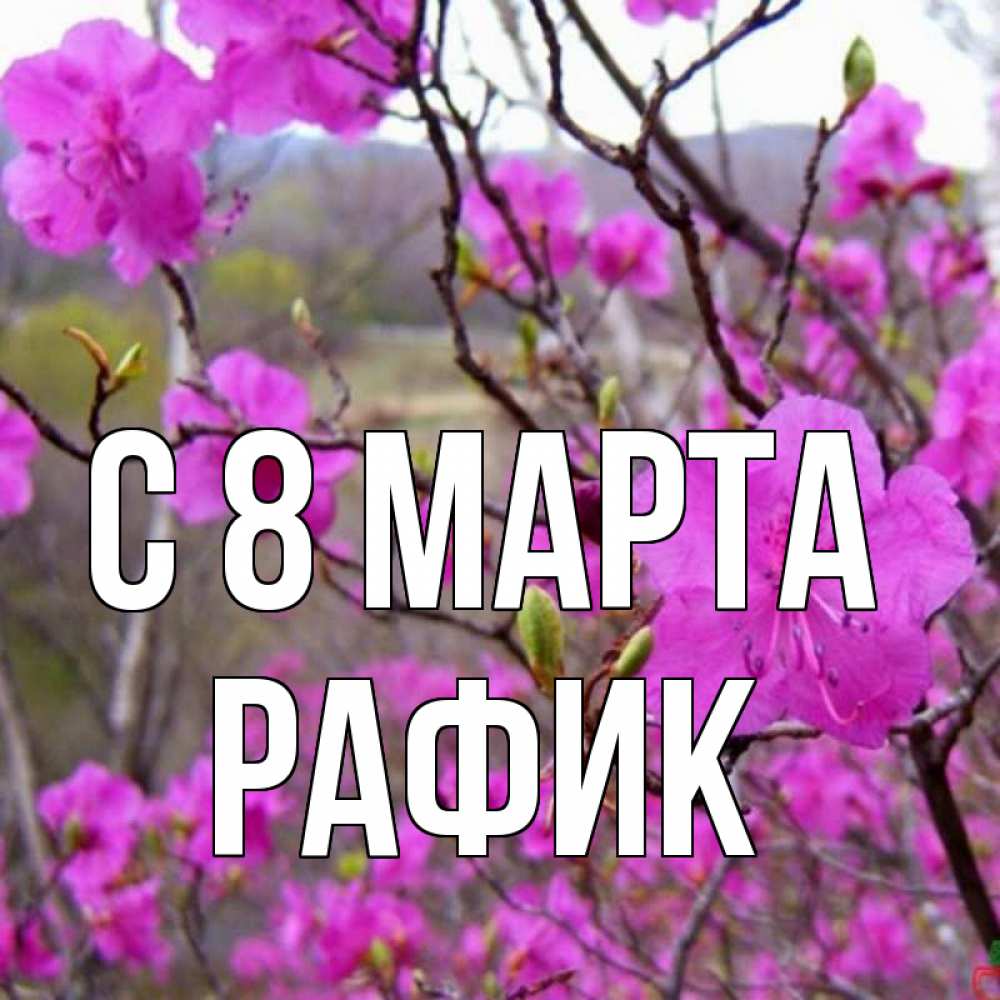 Картинка С 8 марта, Рафик