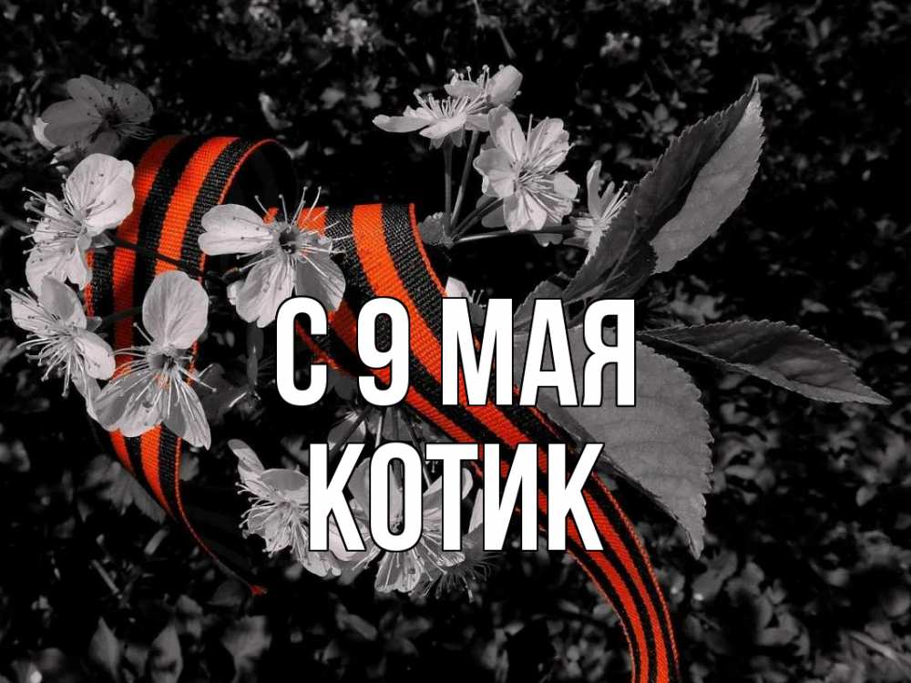 Картинка С 9 мая, котик