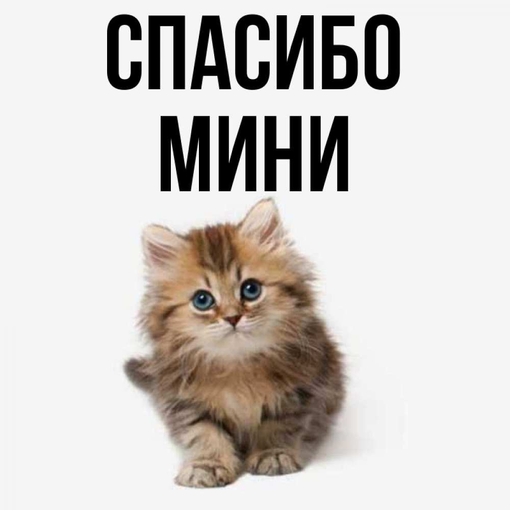 Мини имя. Мини имя котята.