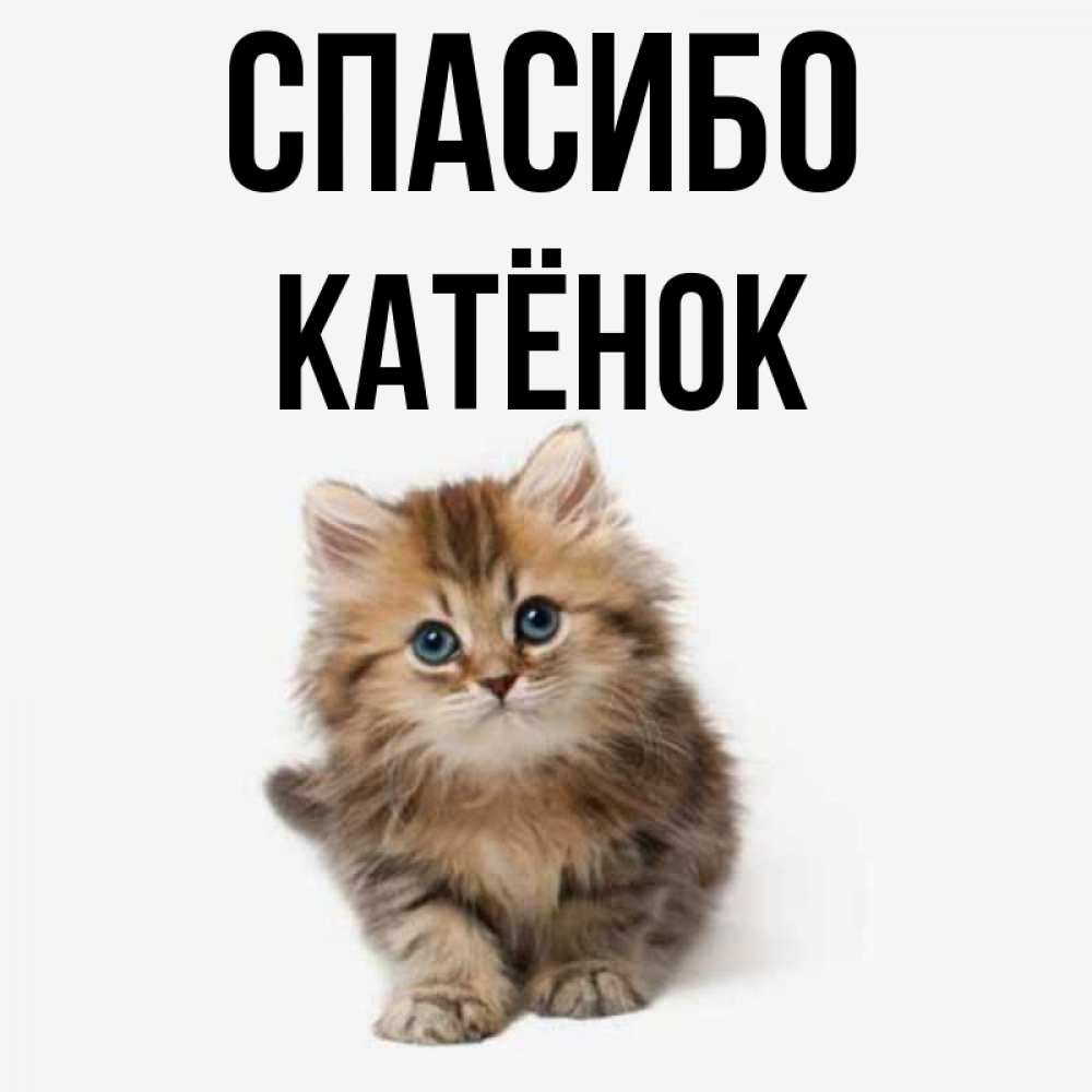 Котенок Спасибо