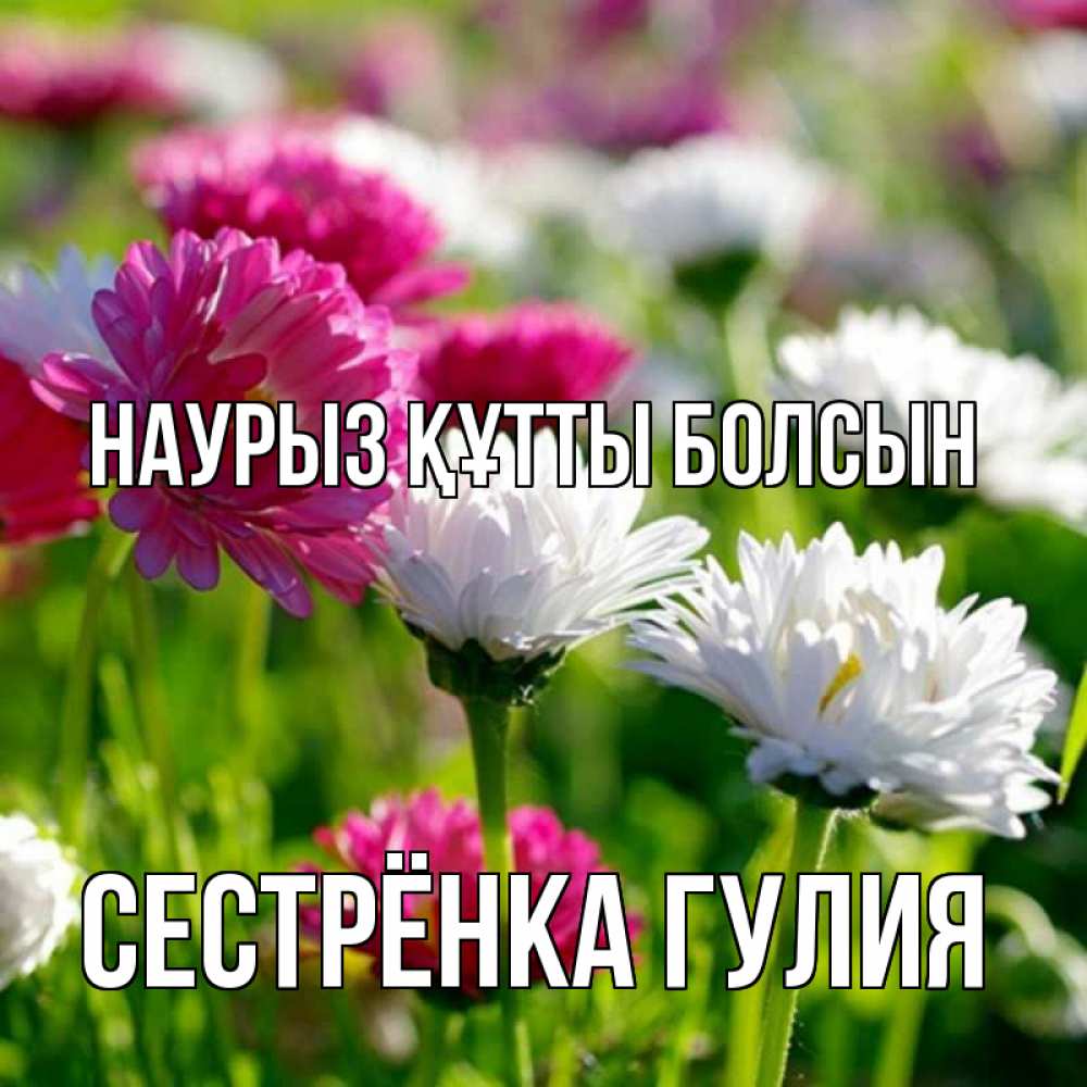 Открытка на каждый день с именем, Сестрёнка-Гулия Наурыз құтты болсын наурыз Прикольная открытка с пожеланием онлайн скачать бесплатно 