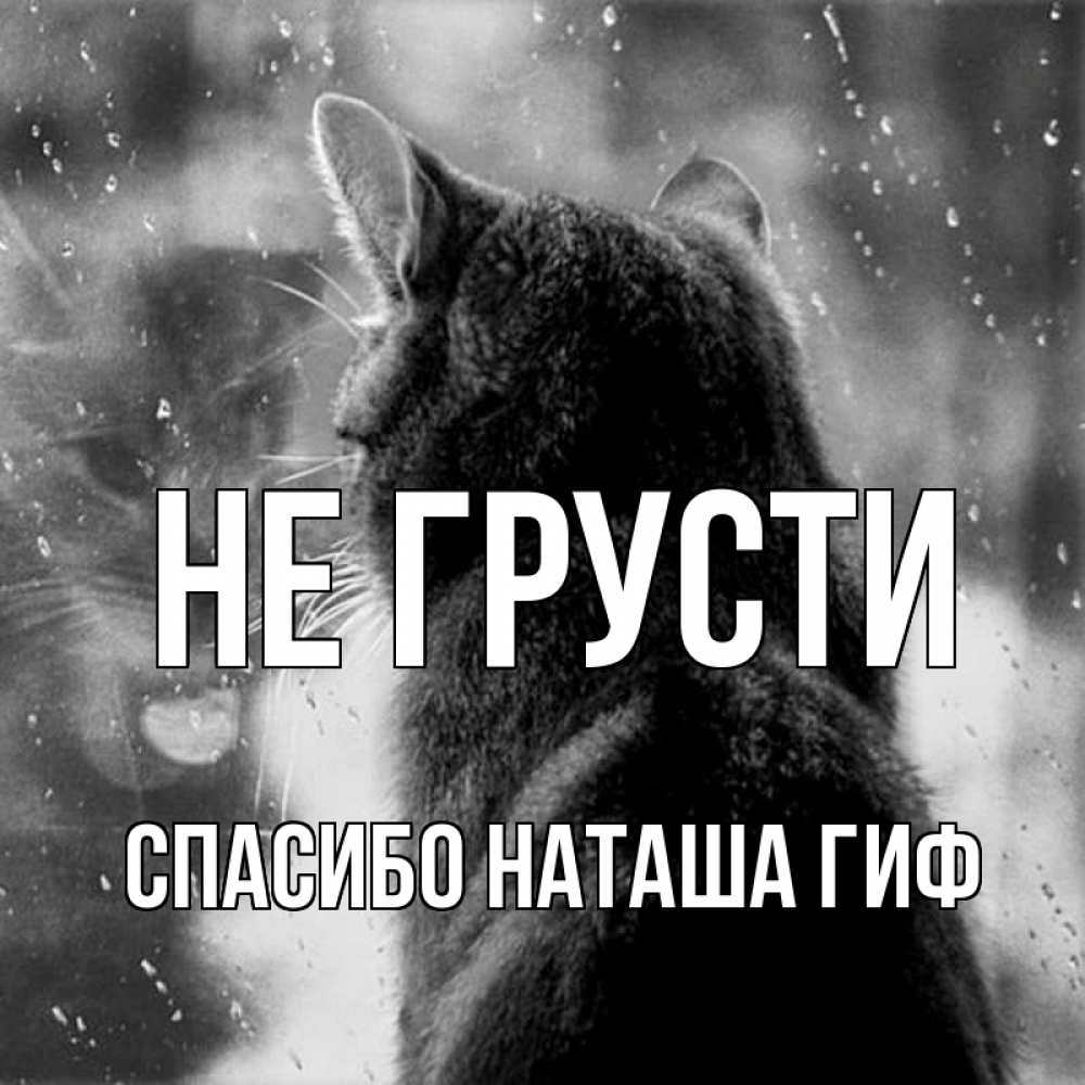 Открытка на каждый день с именем, СПАСИБО-НАТАША-ГИФ Не грусти отражение кота 1 Прикольная открытка с пожеланием онлайн скачать бесплатно 