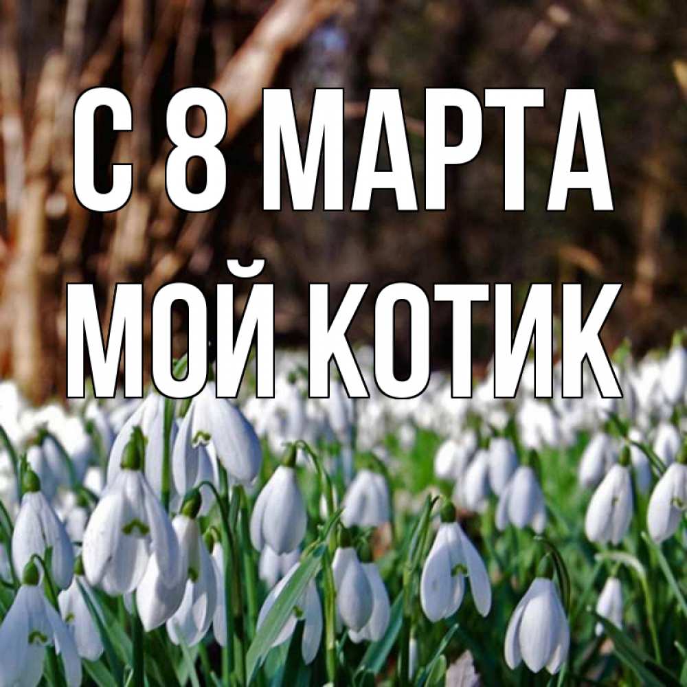 Картинка С 8 марта, мой Котик