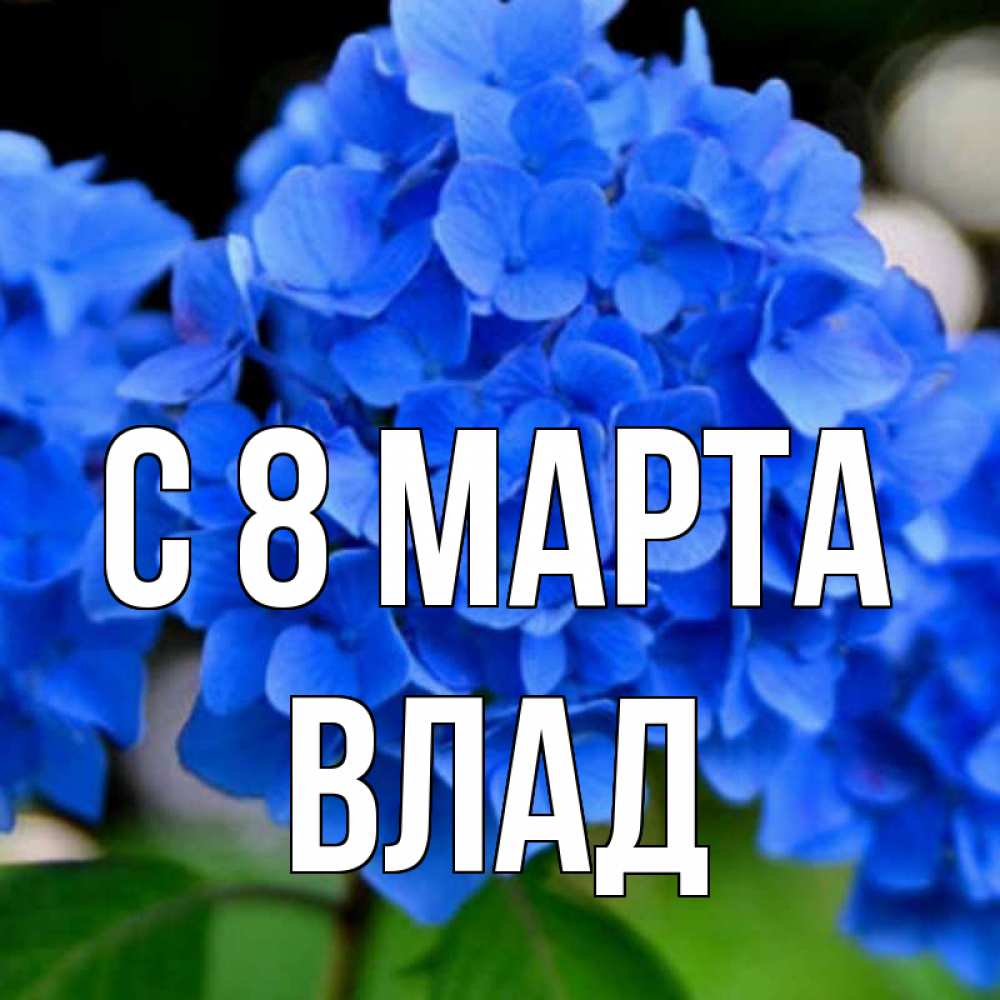 Открытка на каждый день с именем, Влад С 8 МАРТА синие цветы Прикольная открытка с пожеланием онлайн скачать бесплатно 