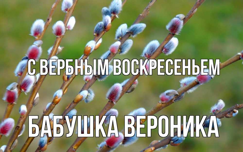 Открытка на каждый день с именем, Бабушка-Вероника С вербным воскресеньем верба Прикольная открытка с пожеланием онлайн скачать бесплатно 