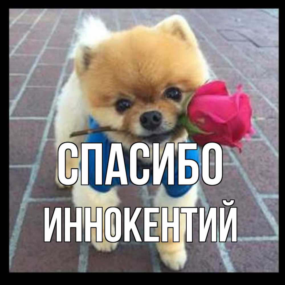 Открытка на каждый день с именем, Иннокентий Спасибо спасибо и дарю тебе цветок Прикольная открытка с пожеланием онлайн скачать бесплатно 