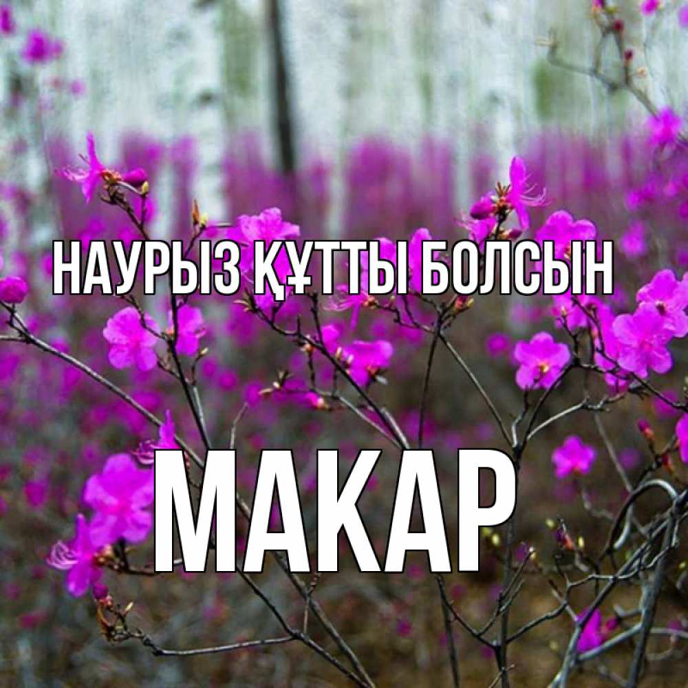 Открытка на каждый день с именем, Макар Наурыз құтты болсын дикие цветы Прикольная открытка с пожеланием онлайн скачать бесплатно 