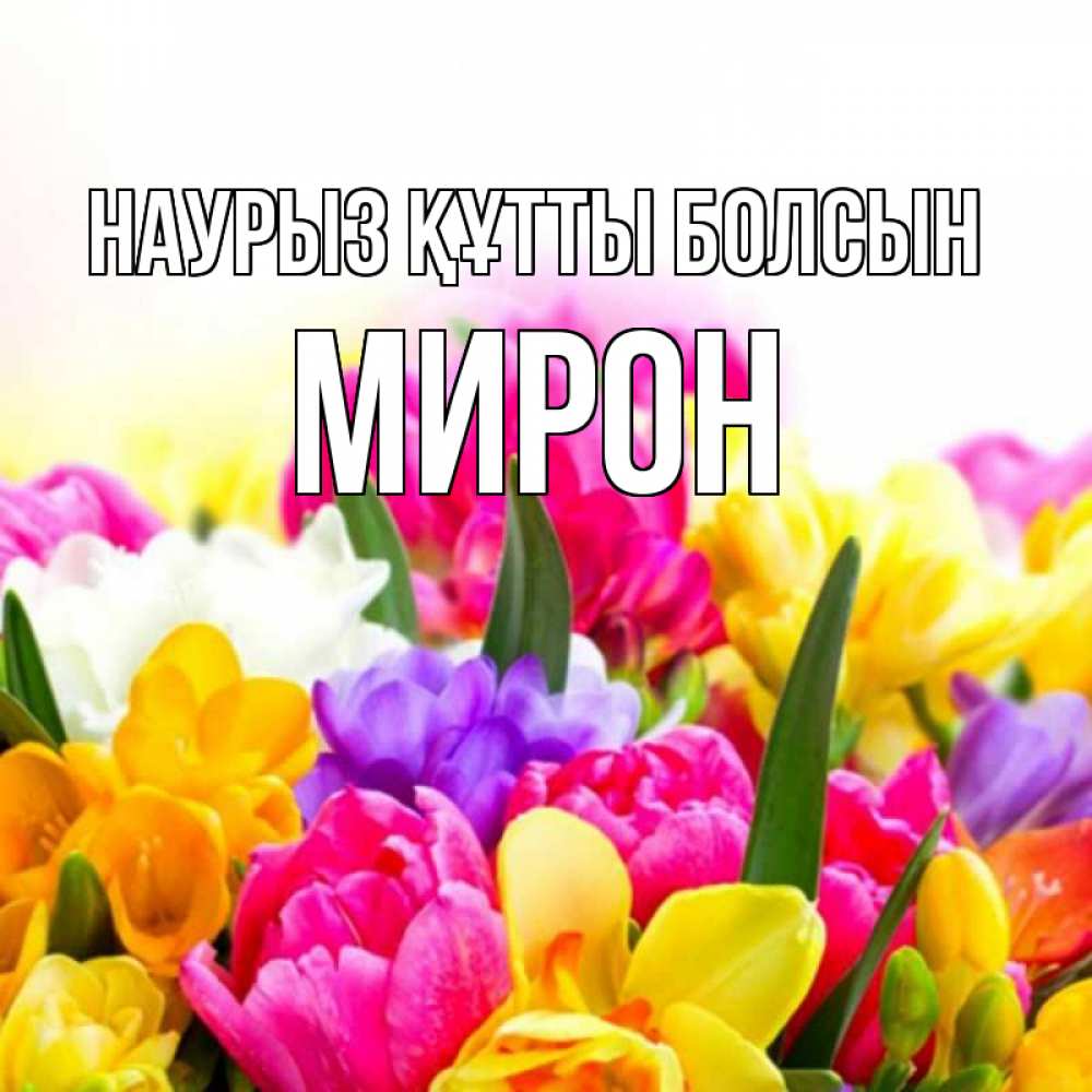 Открытка на каждый день с именем, Мирон Наурыз құтты болсын тюльпаны Прикольная открытка с пожеланием онлайн скачать бесплатно 